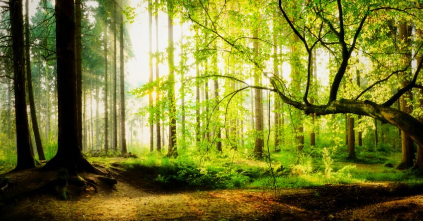 FSC Implements Measures to Strengthen Social Engagement and Standard-Setting Processes